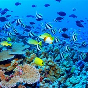 Go to the Great Barrier Reef