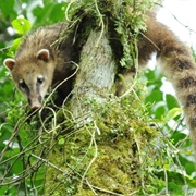 South American Coati (Nasua Nasua)
