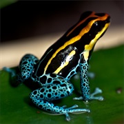 Dart Frog