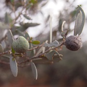 Mulga Apple