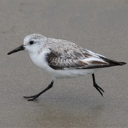 Sanderling