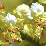 Yellow Paloverde (Parkinsonia Microphylla)