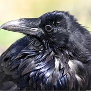 Common Raven