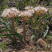 Twinleaf Onion (Allium Anceps)