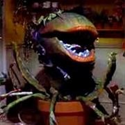 Audrey II - Little Shop of Horrors