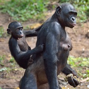 Humans Evolved From Now Living Species of Chimpanzees