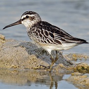 Broad-Billed Sandpiper
