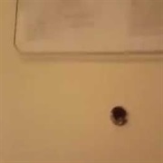 Lejindary Horse Laugh