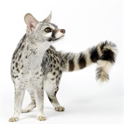 Genet