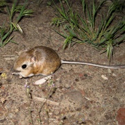 Kangaroo Mouse