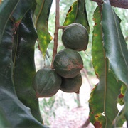 Rough-Shelled Bush Nut (Macadamia Tetraphylla)