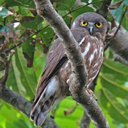 Northern Boobook