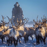 Inuvik Snowmobile Reindeer Herding