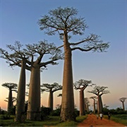 Avenue of the Baobabs - Madagascar
