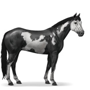 Paint Horse - Black Overo