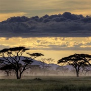 Serengeti, Tanzania, Africa
