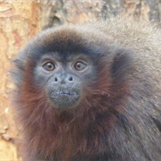 Blond Titi Monkey