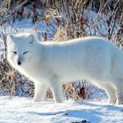 O. Dividal / Rohkunborri National Parks Norway