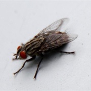 Houseflies Have a Lifespan of 24 Hours