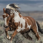 American Indian Horse