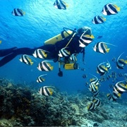 Maldives Scuba Diviing