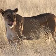 Safari in Etoscha NP, Namibia