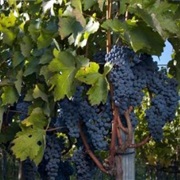 Tikveški Grozdober-Festival