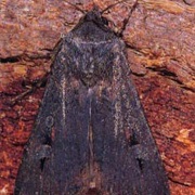 Bogong Moth