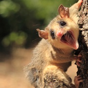 Agile Gracile Opossum