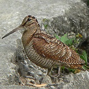 Eurasian Woodcock