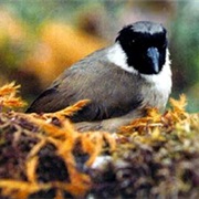 Po'ouli (Possibly Extinct)