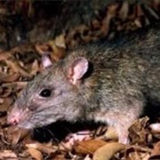 White-Tailed Rat