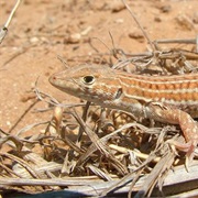Tunisian Fringe-Fingered Lizard