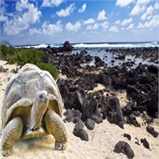 Watch Wildlife in the Galapagos Island