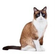 Snowshoe Cat