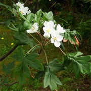 Lebanese Wild Apple (Malus Trilobata)