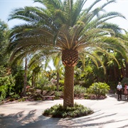 Canary Island Date Palm