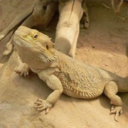 Central Bearded Dragon