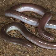 Snake Range National Park (QLD)