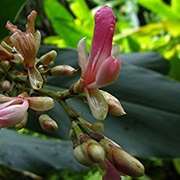 Alpinia Nigra