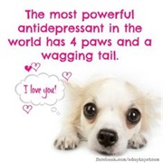 Spend Time With a Four-Legged Friend