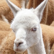 Vicuna