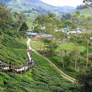 Boh Sungei Palas Tea Estate, Malaysia