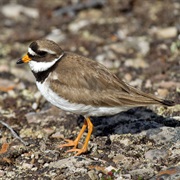 Common Ringed Plover