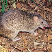 Atherton Antechinus