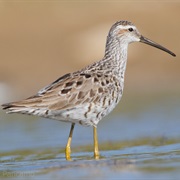 Stilt Sandpiper