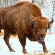 Bialowieza National Park, Poland