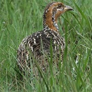Redwing Partridge