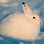 Arctic Hare