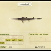Saw Shark